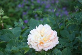 wondrous Rose Garden Flower