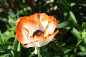 Poppy Flower orange white garden
