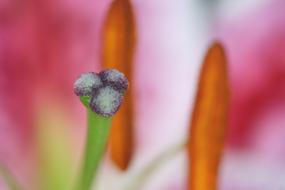 Lily Fruchststempel