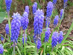 Muscari Flower blue close-up