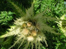 Thistle, prickly plant with Flower buds