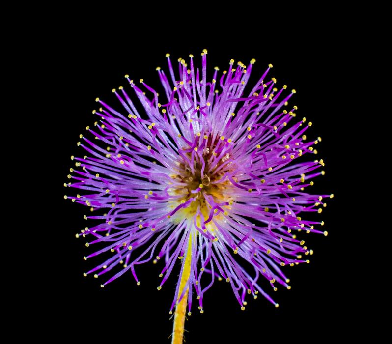 Wild Flower Small