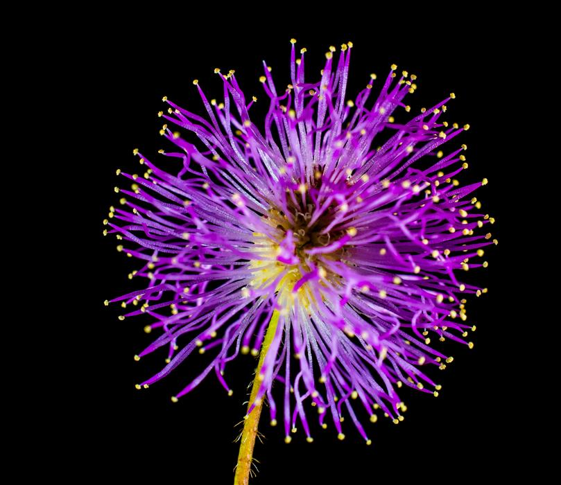 Wild Flower Small