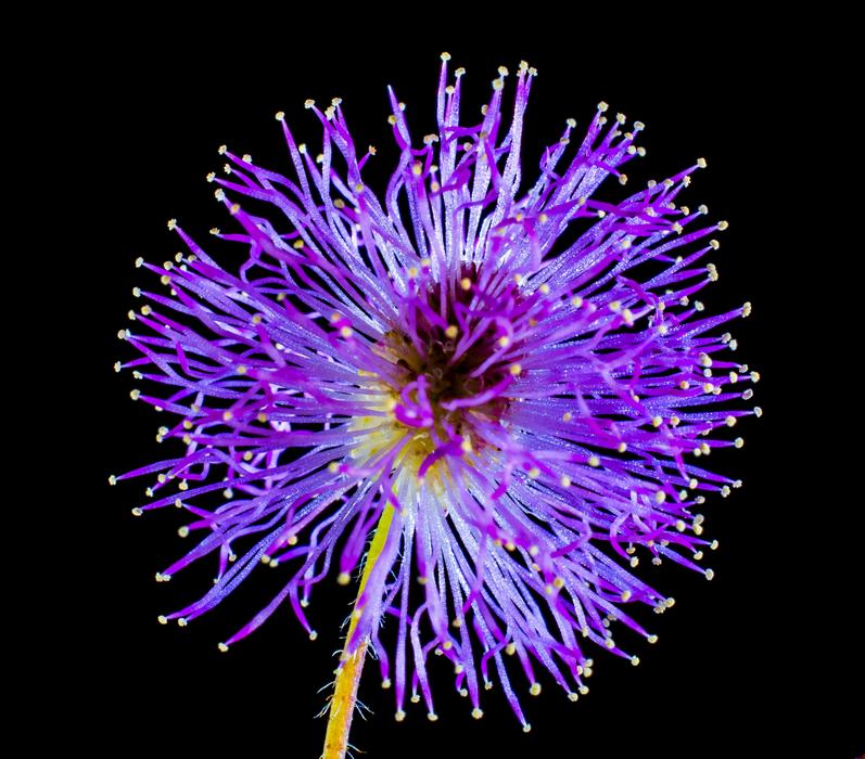 Wild Flower Small