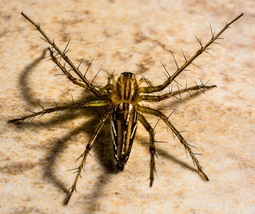 Small Spider Arachnids