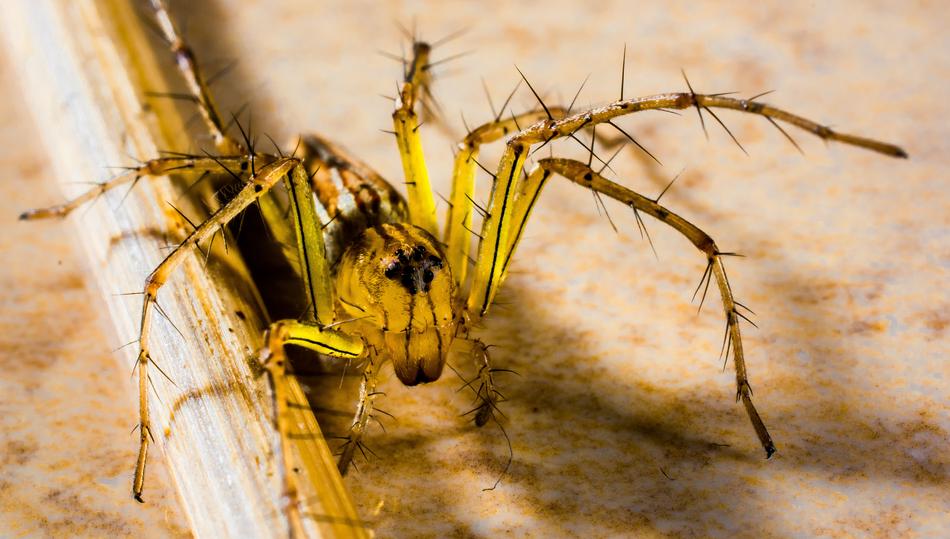 Small Spider Arachnids