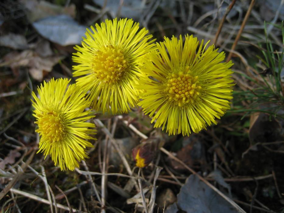 Tussilago Yellow Flowers in nature