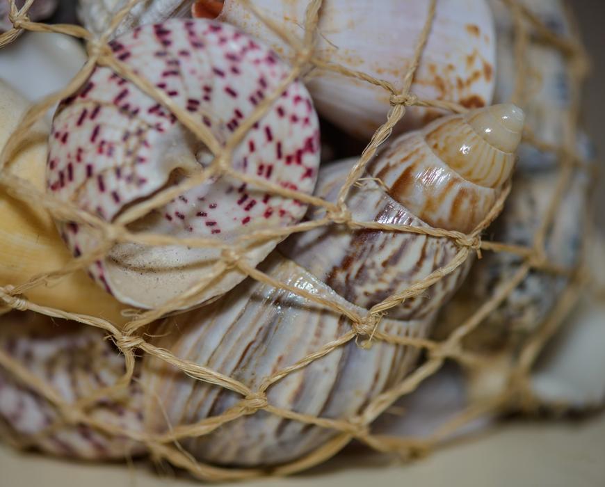 Shells Scallops Twine