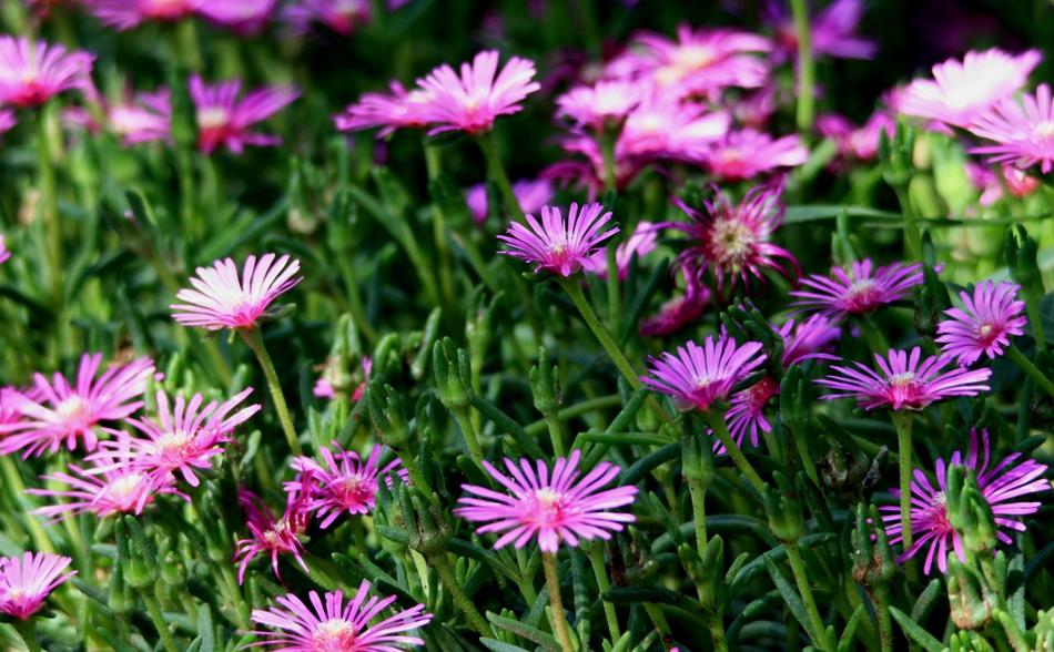 Flowers Vygies Mesem