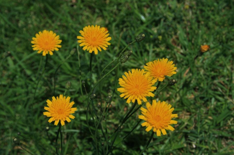 Flowers Small Round