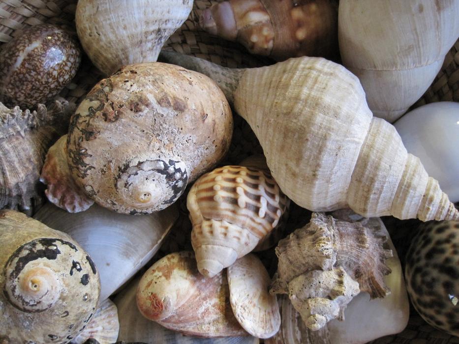Shells Sea Assorted