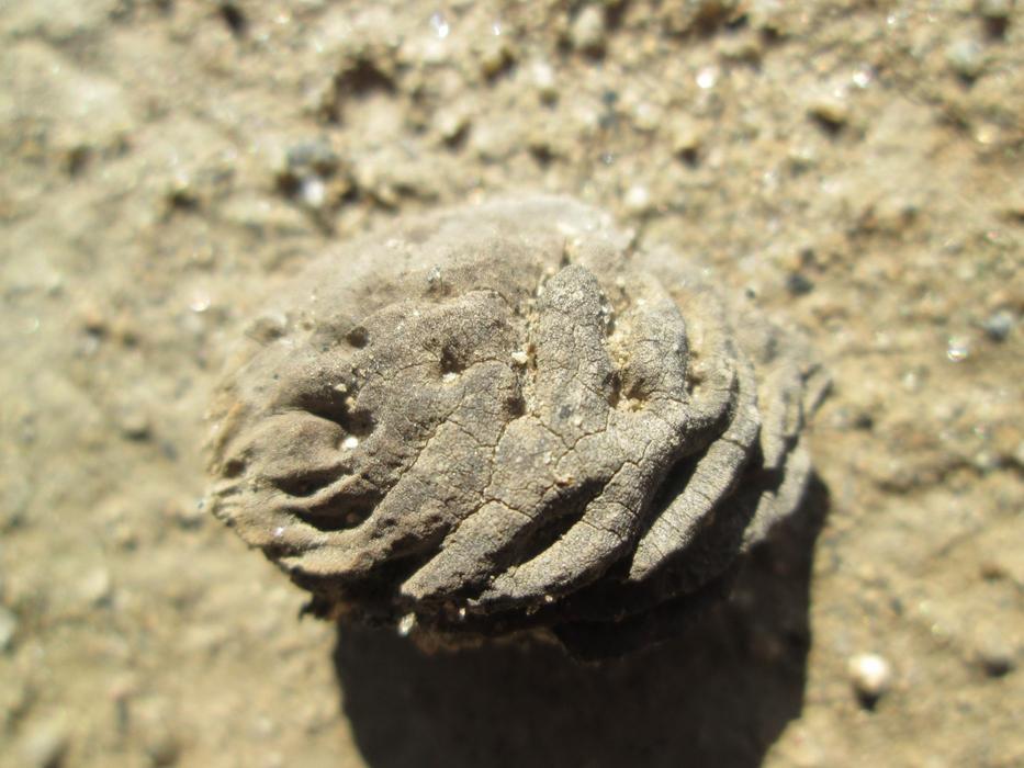 Macro Pit Peach