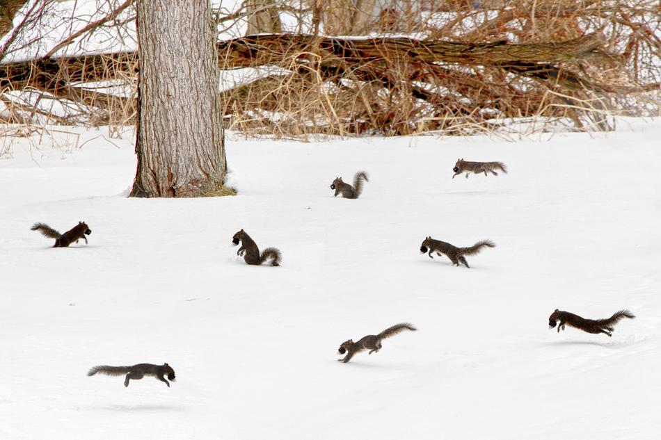 Squirrel Party