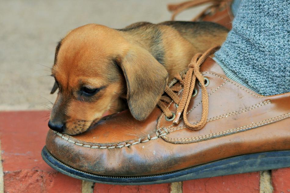 Puppy Brown Sausage