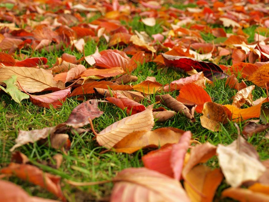 Leaves Fall Autumn