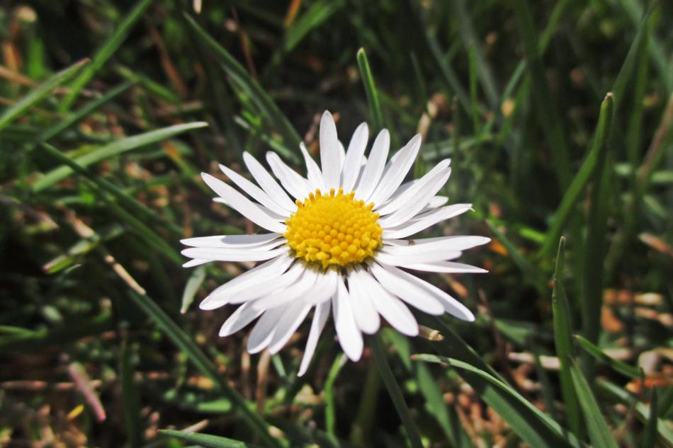 Flower Spring yellow white