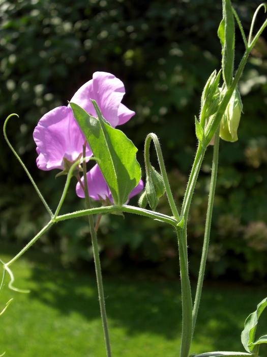 amazing Shoots flower