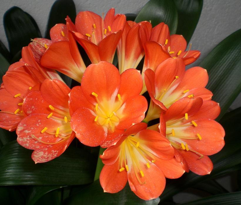 Clivia Klivie red Blossom