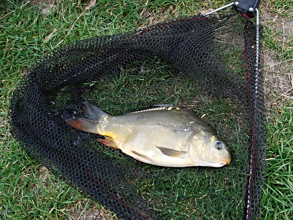 Carp Raba Fish South