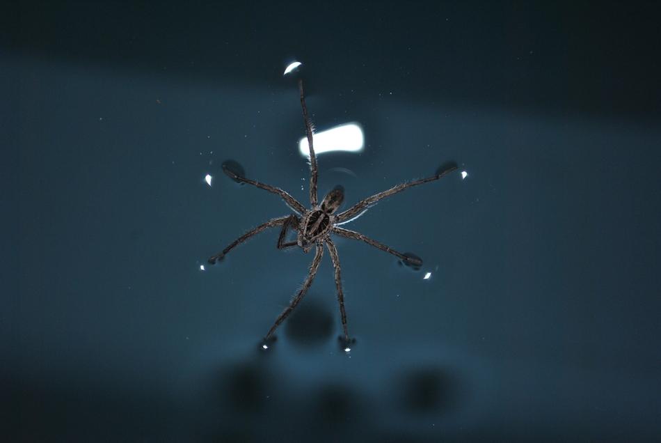 linyphia triangularis