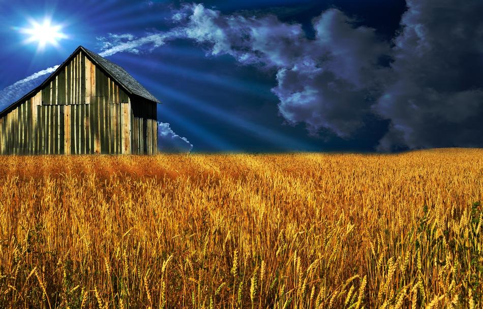 Barn on Field