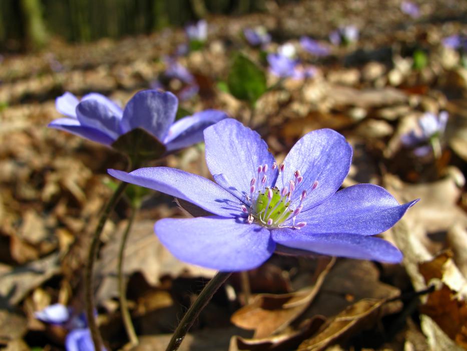 Flower Blossom Colors blue