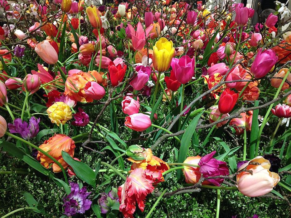 Tefaf Tulips in garden