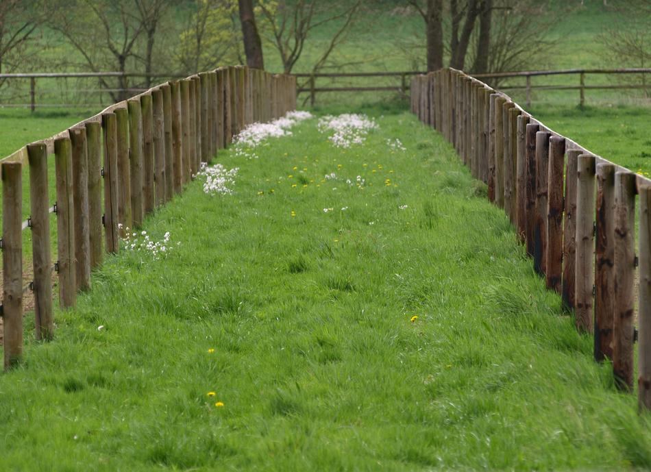 Wood Fence Paddock