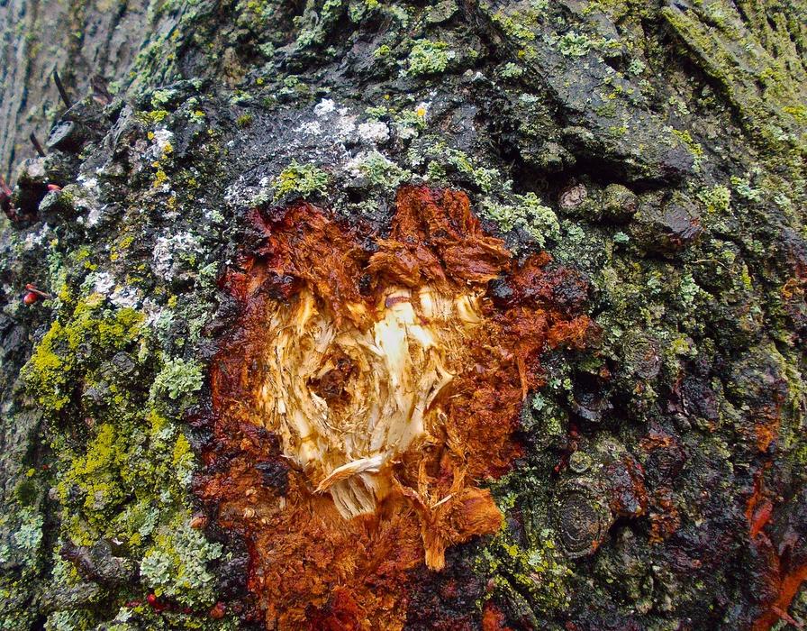 Tree Bark Spring