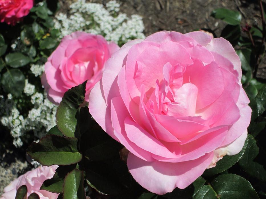 soft Roses Flowers
