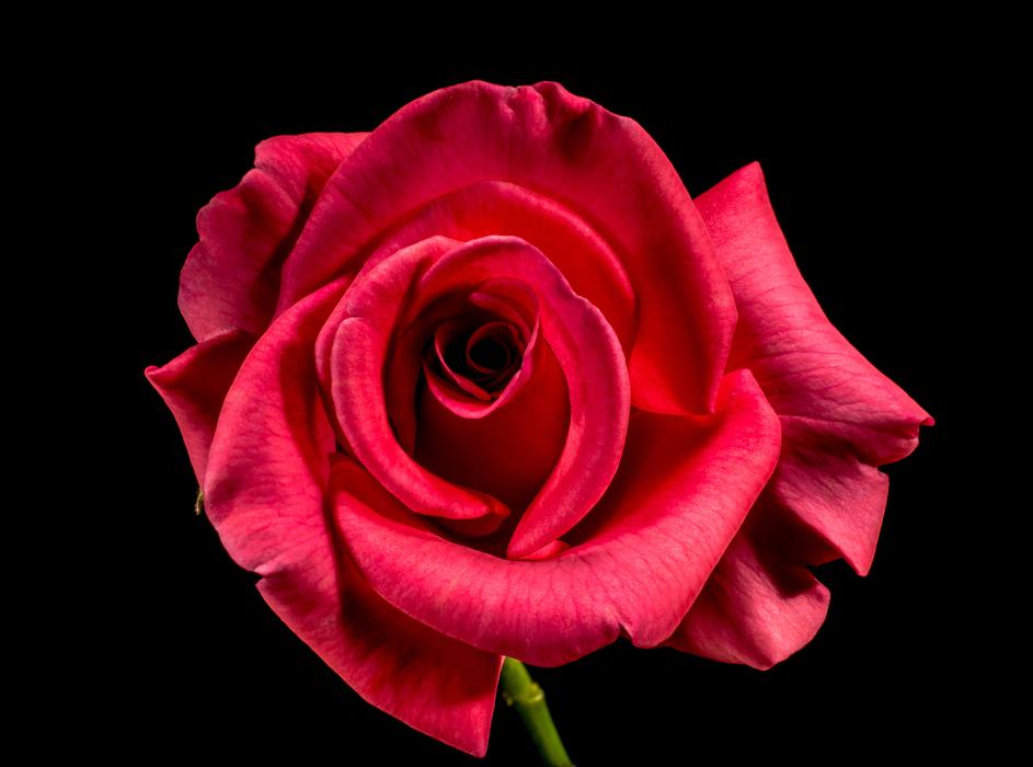 closeup photo of Red Rose Bloom at dark