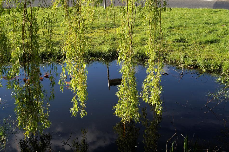 Pasture Salix Caprea Hanging
