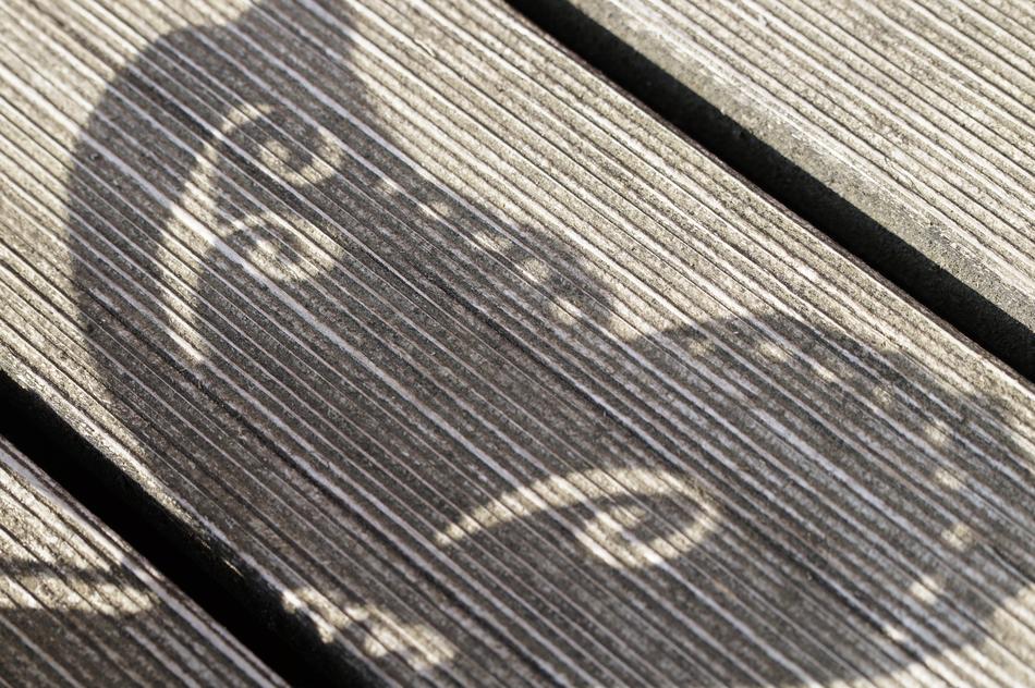 Butterfly Wing Shadow