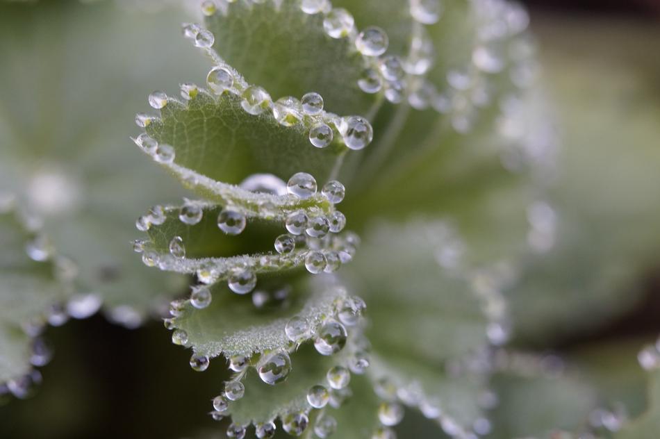 Frauenmantel Dew Dewdrop