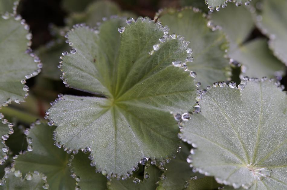 Frauenmantel Dew Dewdrop