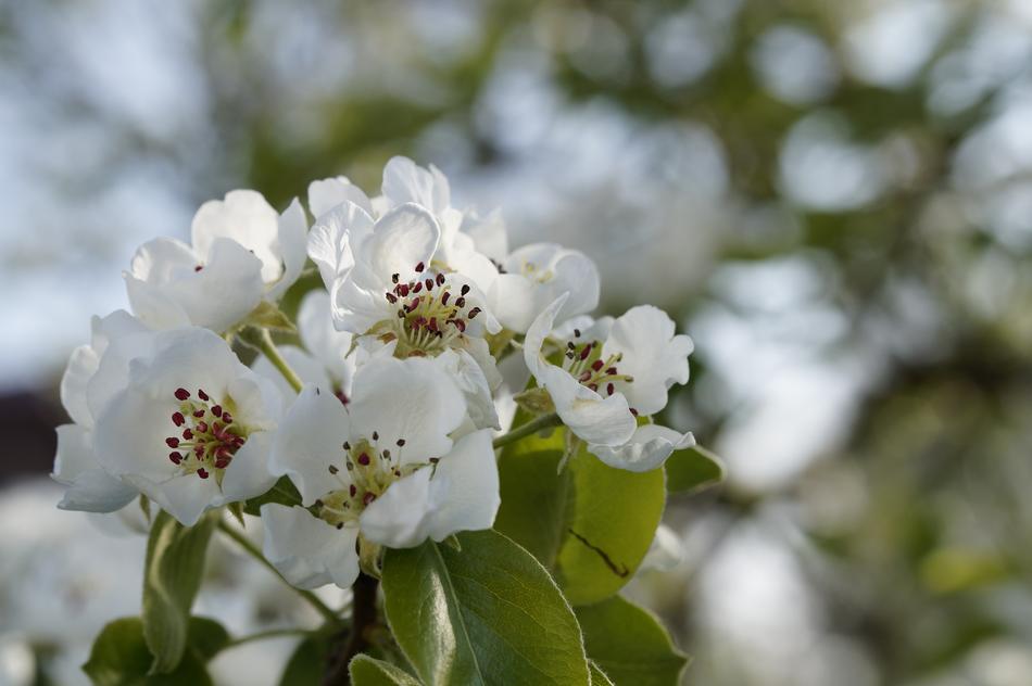 Apple Tree Blossom close-up on blurred background