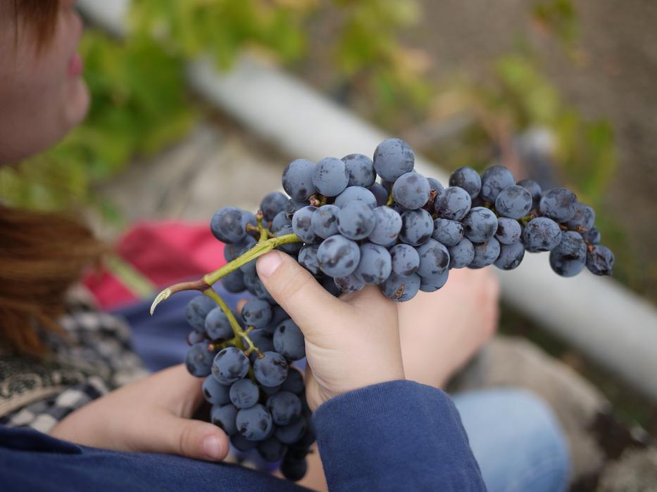 Grapes Sicily Wine