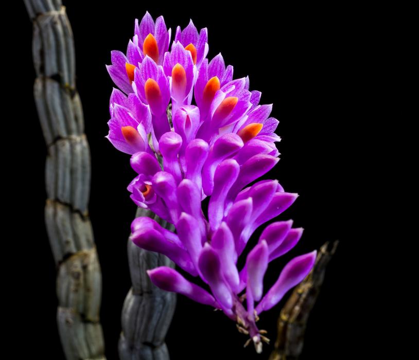 violet Wild Orchid and black background