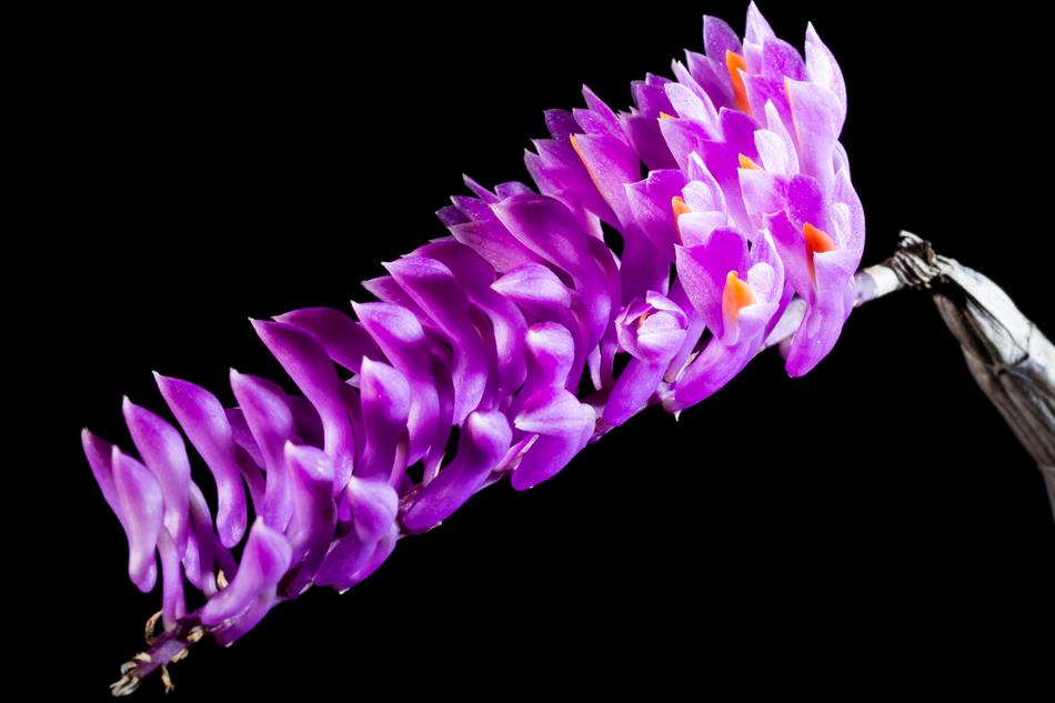 Wild Orchid violet
