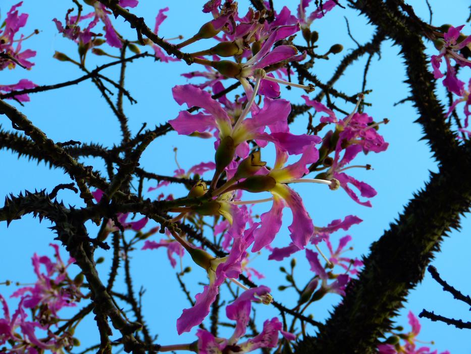 Close-up of the beautiful and colorful, blossoming flowers, on the branches of the kapok tree, at blue sky on background