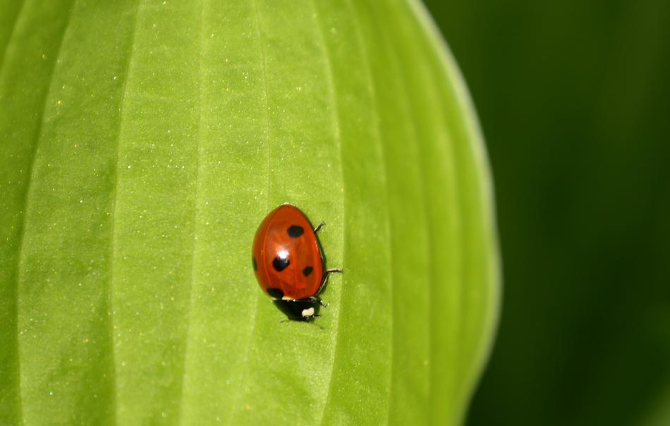 Ladybug Siebenpunkt Beetle