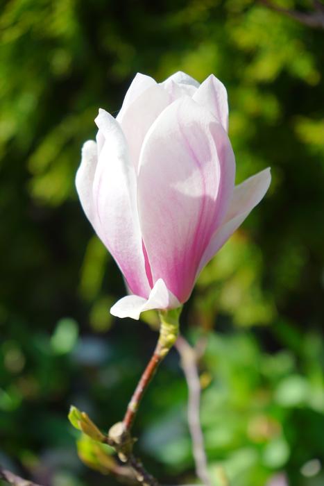 Bloom Single pink white