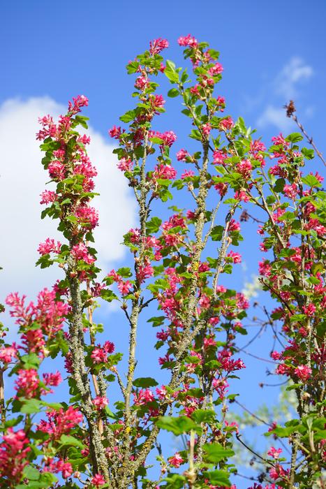 Close-up of the beautiful red currant plant, at blue sky with white clouds on background