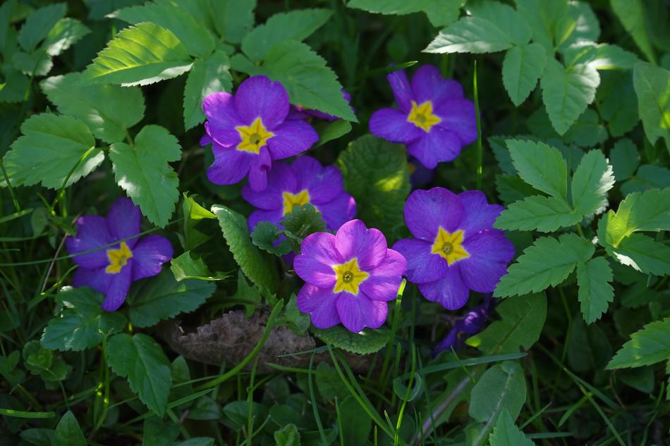 purple primroses in the grass close up