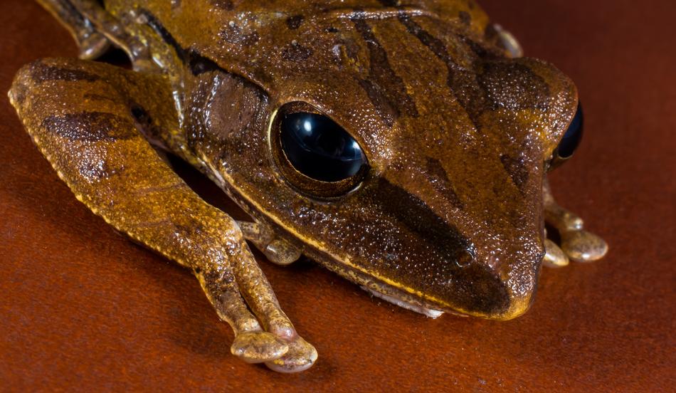 Tree Frog Anuran
