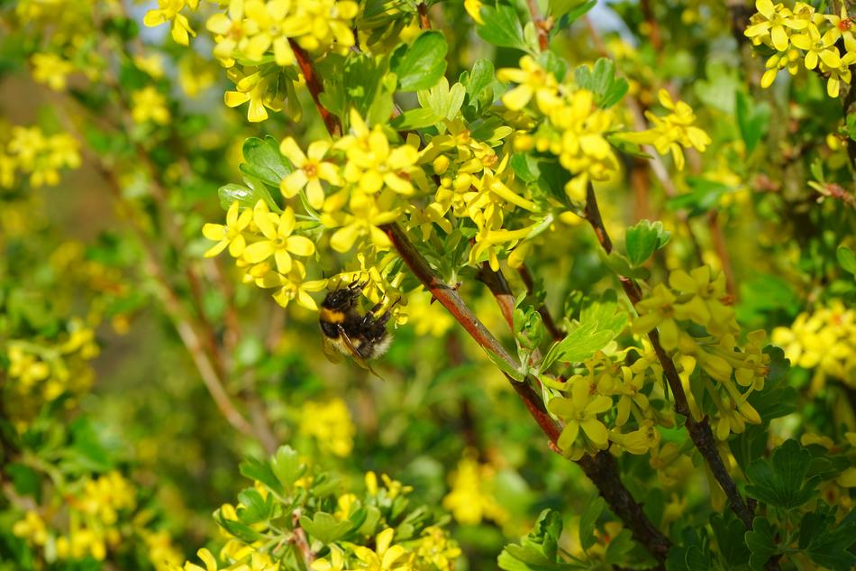 Ribes Aureum Flowers Yellow