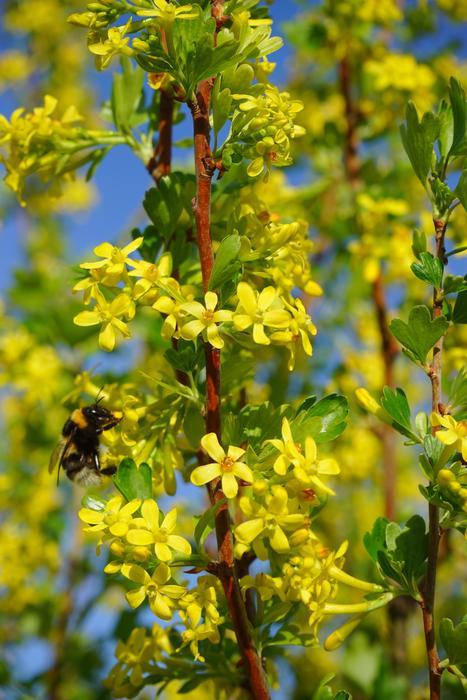 Ribes Aureum Flowers Yellow