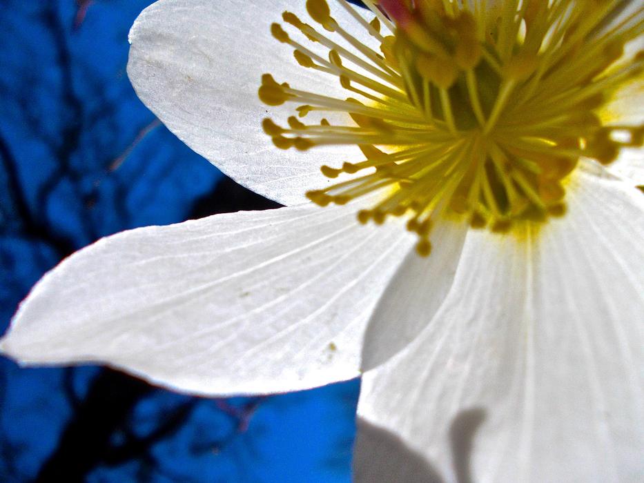 Easter Flower White