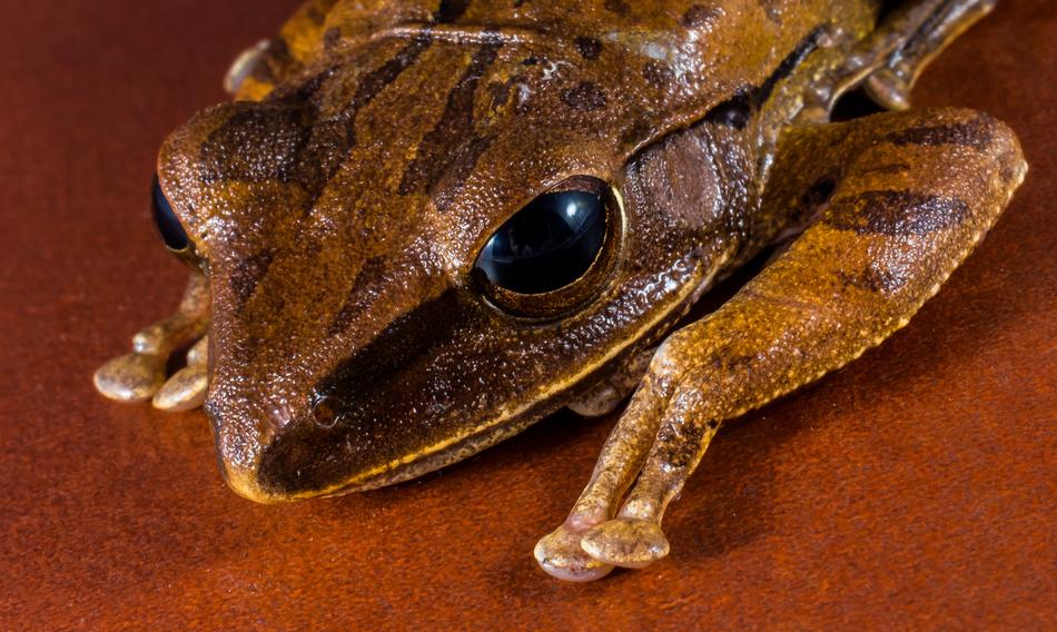 Tree Frog Anuran