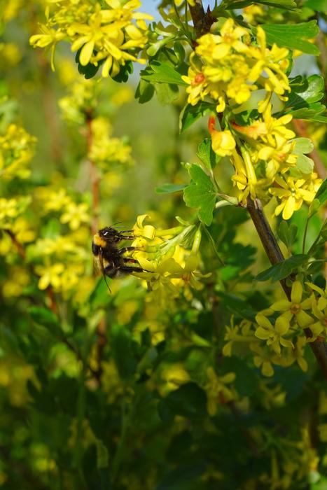Ribes Aureum Flowers shrub